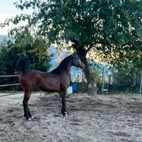 Cavallo arabo