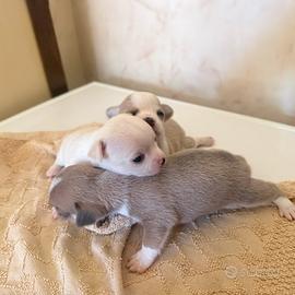 Chihuahua