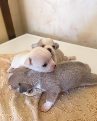 Chihuahua