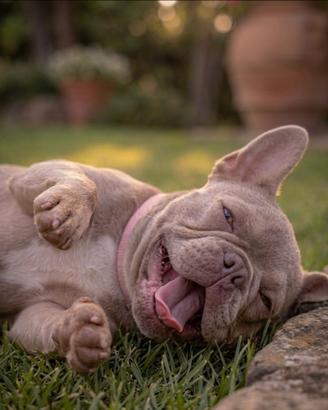 Bulldog Francese esotico Blu New Shade Tan