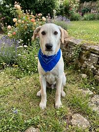 Maschi 5 mesi