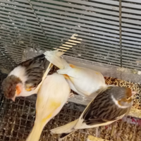 Canarini portoghese e mosaico