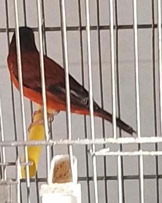 F1 cardinalino x spagnoletta