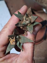 Ariocarpus trigonus v. horacekii, 2 piante 