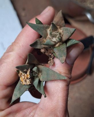 Ariocarpus trigonus v. horacekii, 2 piante 
