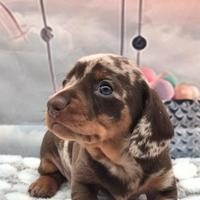 Bassotto nano/kaninchen