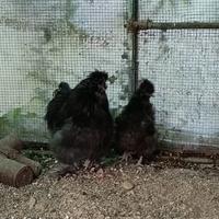 Coppia Moroseta nere