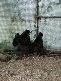 Coppia Moroseta nere