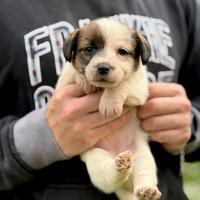 Jack Russell alta genealogia disponibili