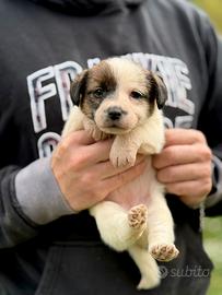 Jack Russell alta genealogia disponibili