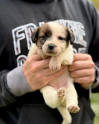 Jack Russell alta genealogia disponibili