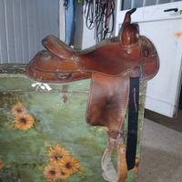 Sella americana poll's