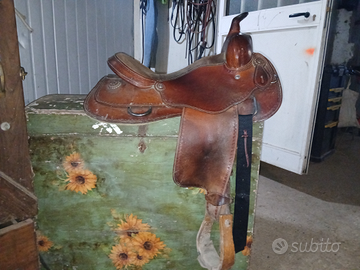 Sella americana poll's