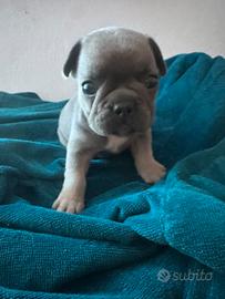 Bulldog francese