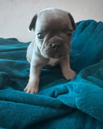 Bulldog francese