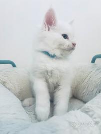 Maine Coon bianco maschio XL prezzo speciale