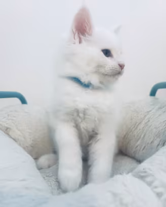 Maine Coon bianco maschio XL prezzo speciale