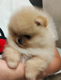Spitz di pomerania nano