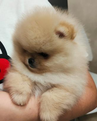 Spitz di pomerania nano