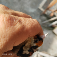 Coppia di cardellini anno 2023