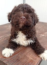 Cucciolo Lagotto Romagnolo