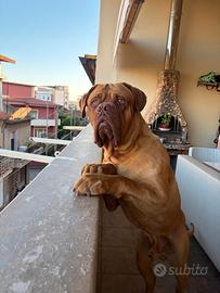 Dogue de bordeaux