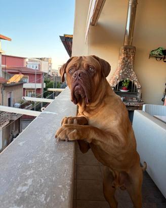 Dogue de bordeaux