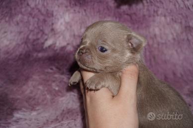 Chihuahua lilac femmina