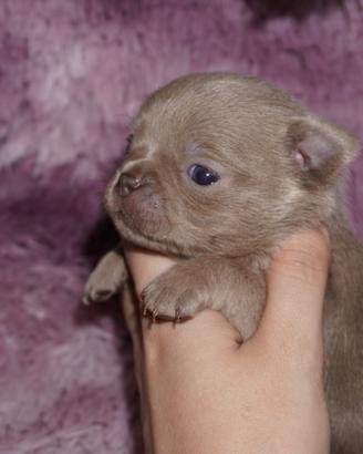 Chihuahua lilac femmina