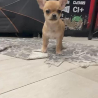 Femminuccia di chihuahua taglia piccola