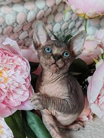 Sphynx cucciolo tigrato