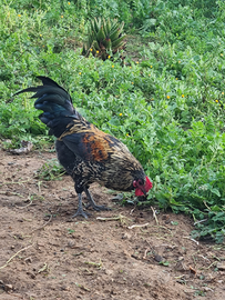 Gallo livornese oro