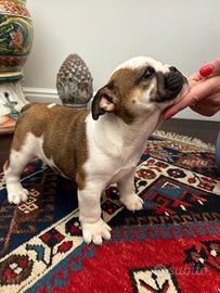 Bulldog inglese femmina cucciola due mesi