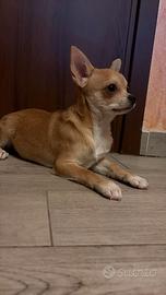 Chihuahua