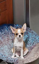 Cucciola di Chihuahua