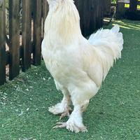 Gallo incrociato Moroseta