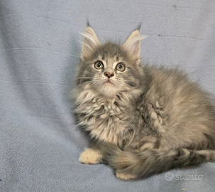Femmina maine coon