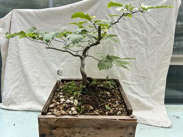 Pre bonsai faggio yamadori