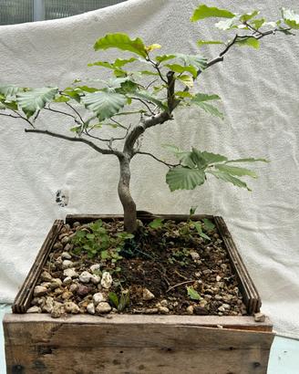 Pre bonsai faggio yamadori