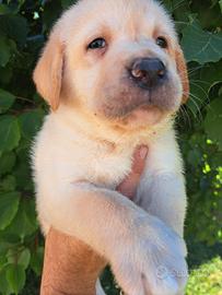 Labrador retriver