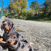Bassotto Tedesco Cuccioli Arlecchino Silver