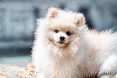volpino di Pomerania 