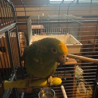 Amazzone fronte gialla