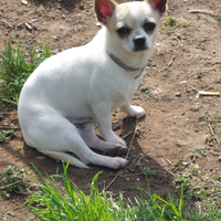 Stallone chihuahua