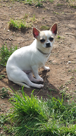 Stallone chihuahua