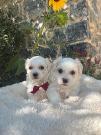 Cuccioli maltesi