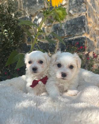 Cuccioli maltesi