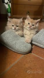 Maine Coon