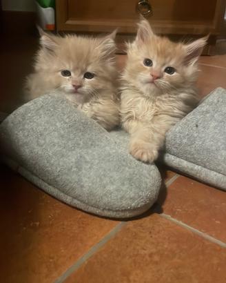 Maine Coon