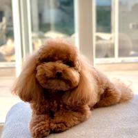 Barboncino Toy Red DISPONIBILE PER MONTA